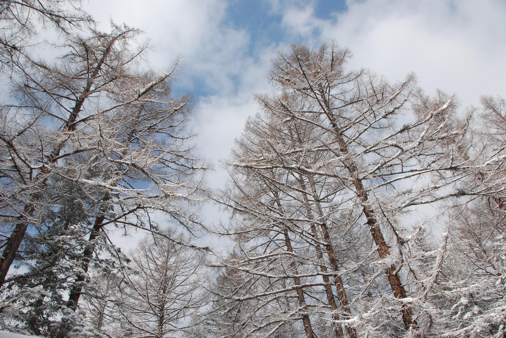 Forest of Mt Paektu