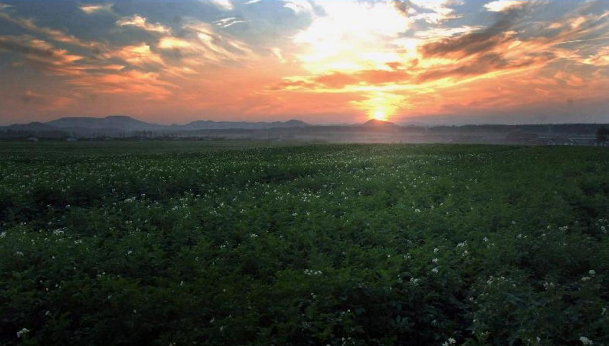 Potato Flowers at Taehongdan in Evening