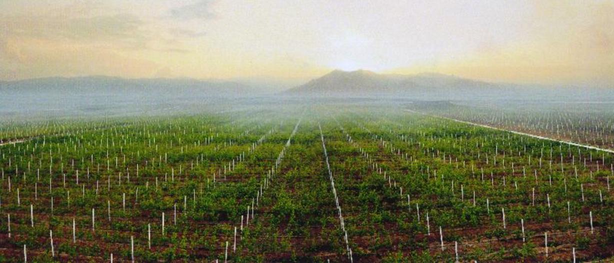 Kosan Combined Fruit Farm