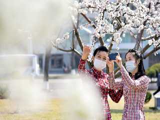 Sea of Flower spread in capital city